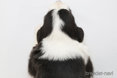 成約済の神奈川県のボーダーコリー-310800の4枚目